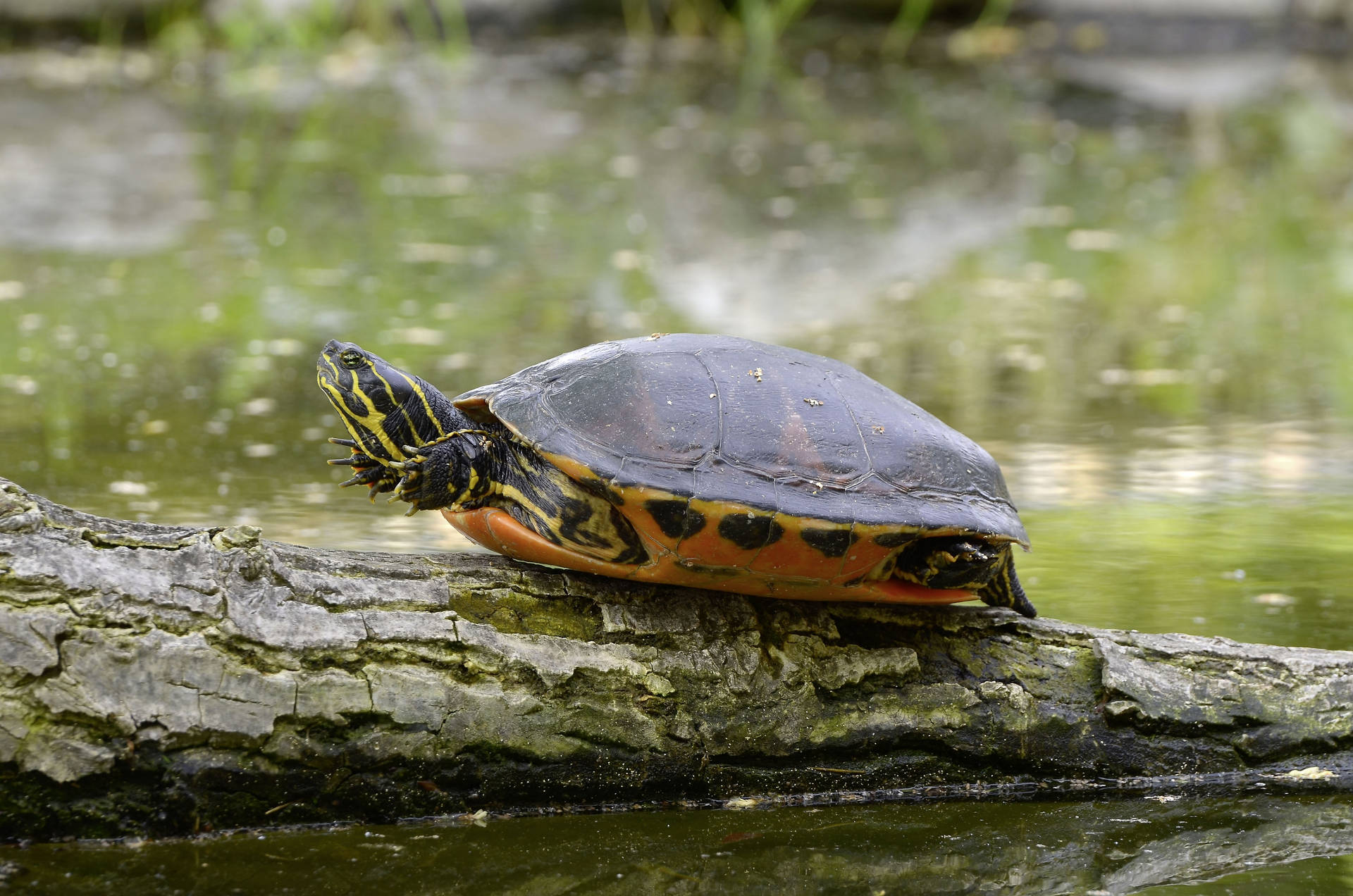 Painted Water Turtle On Wood Log Photography Background