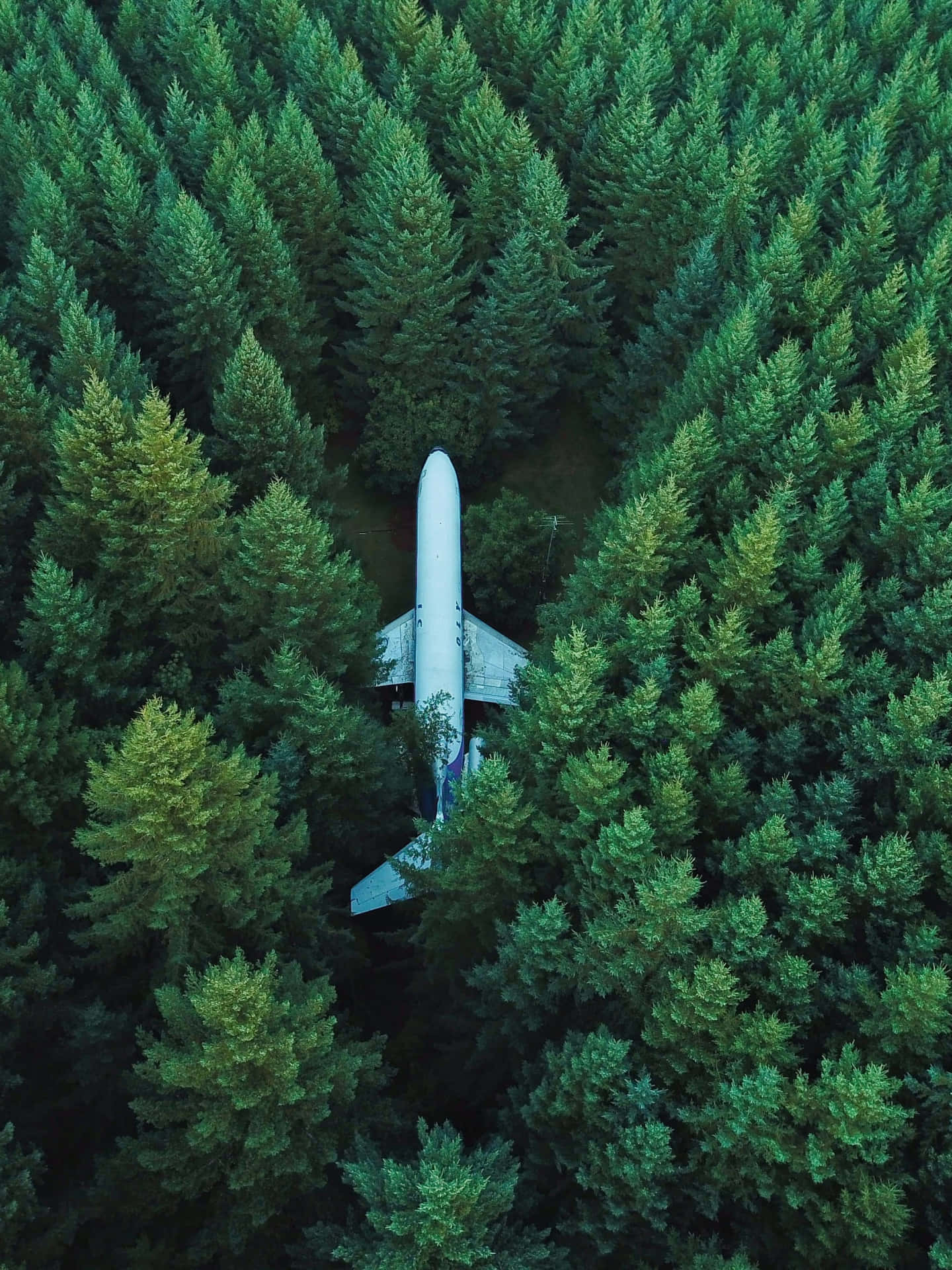 Painting Of Forest Plane Background