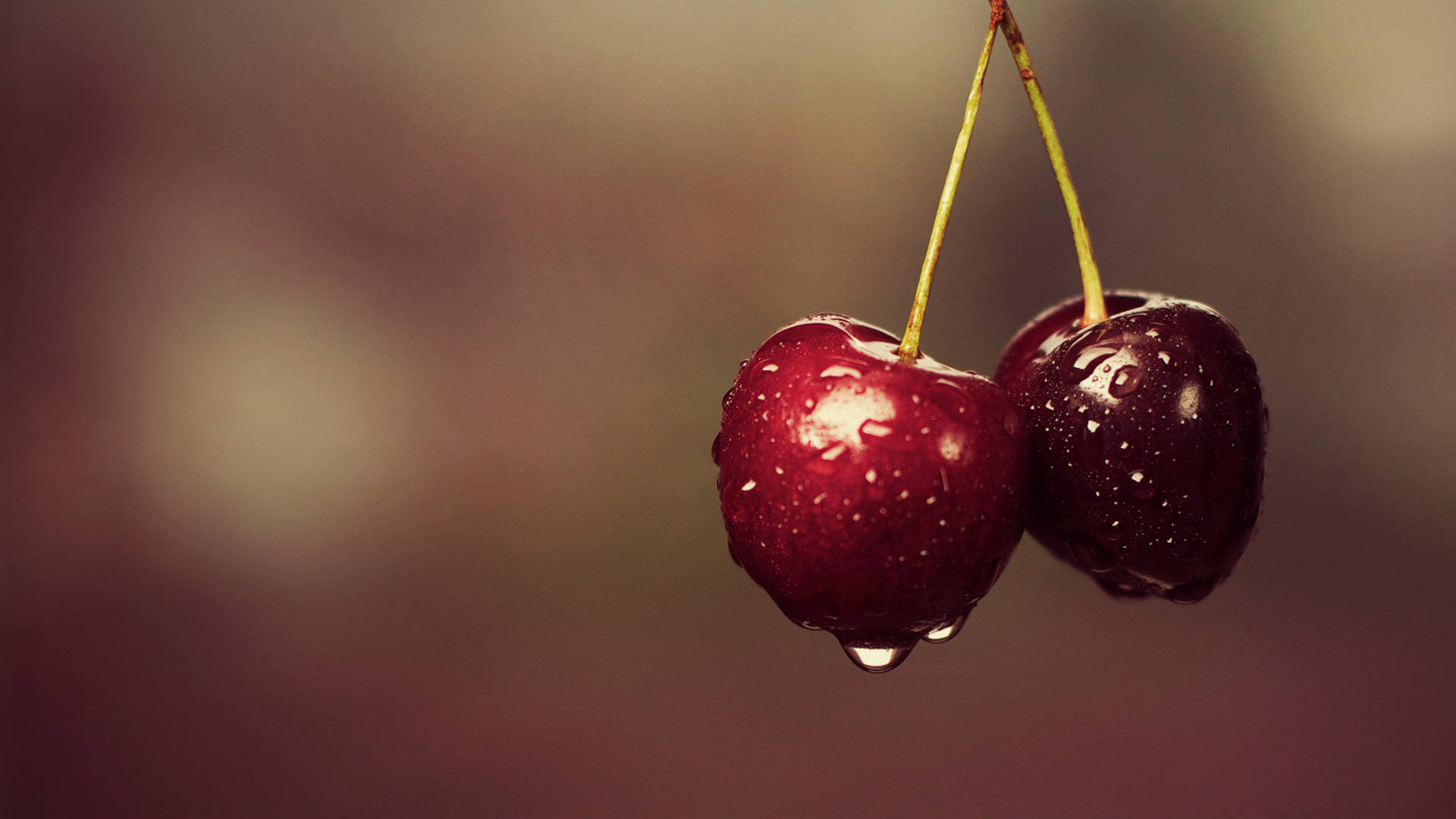 Pair Of Morello Cherries