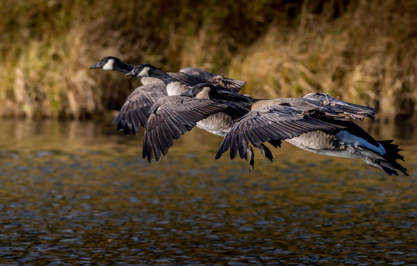 Pair Of Wild Geese Over A River Background