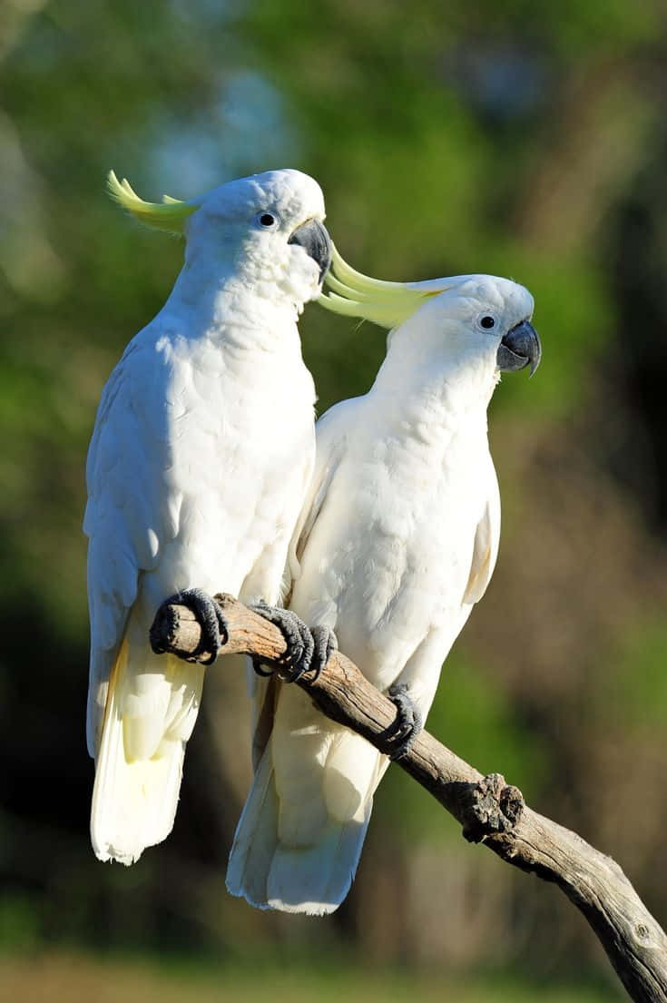 Pairof Cockatoos Perched Background