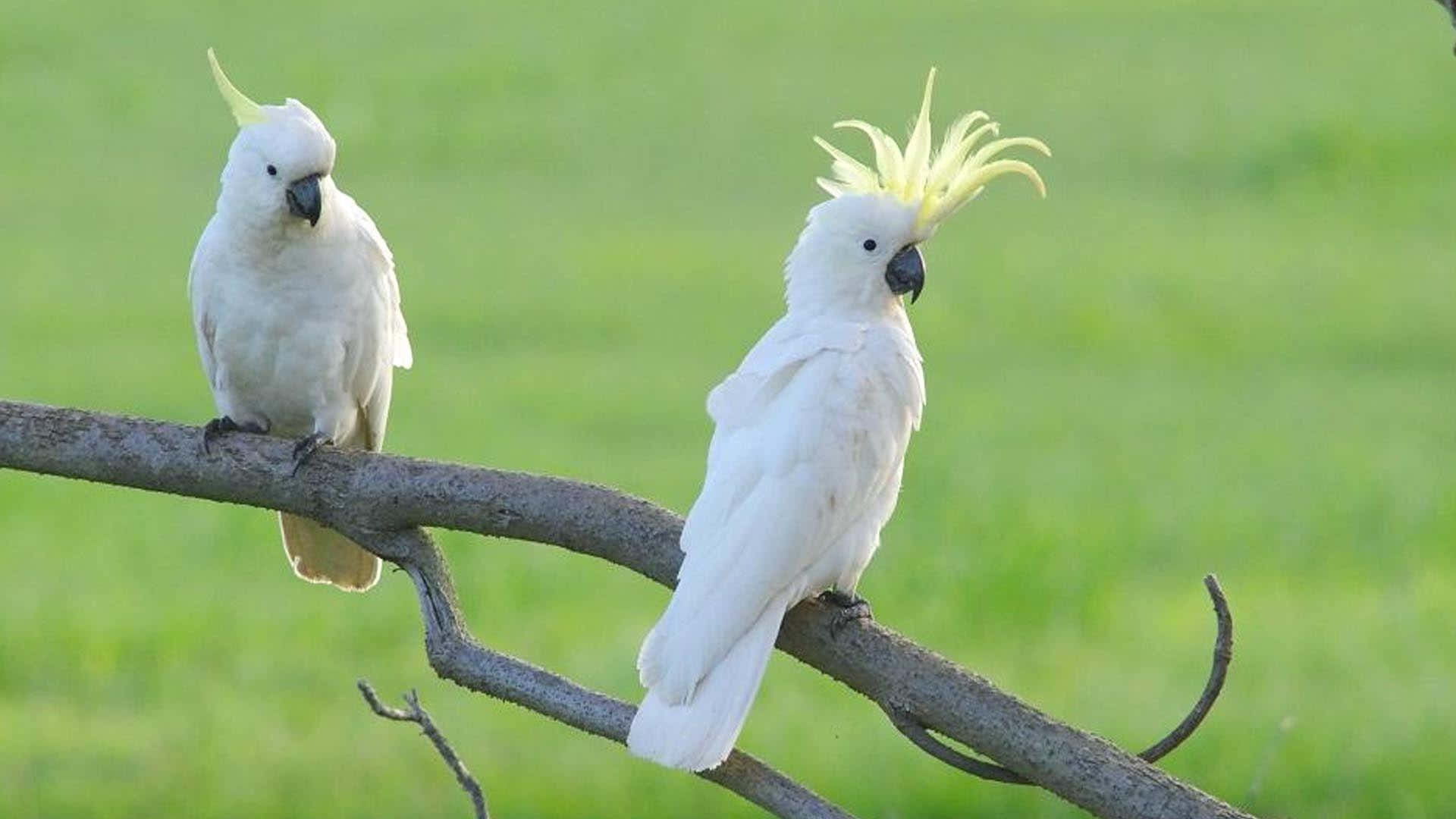 Pairof Cockatoos Perched Outdoors