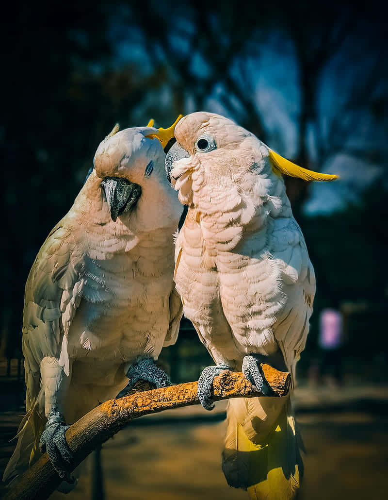 Pairof Cockatoos Perched Together.jpg