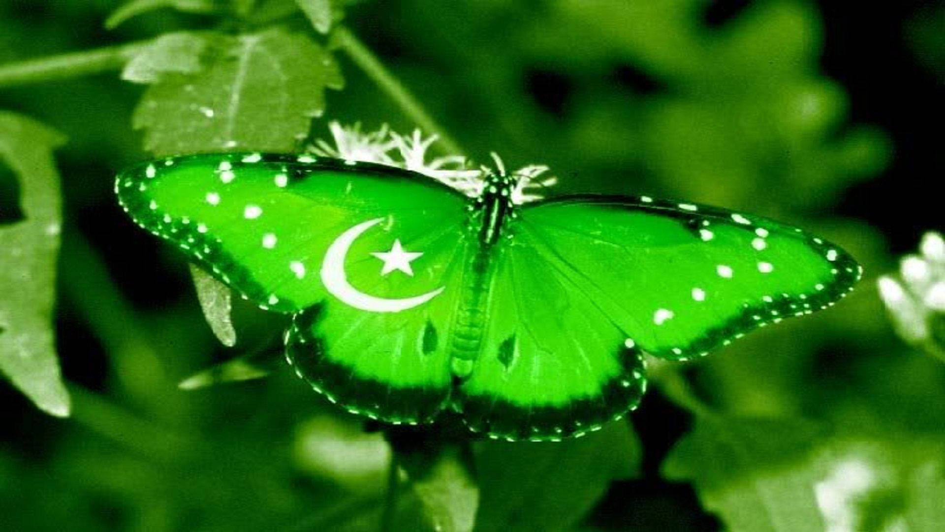 Pakistan Butterfly Background