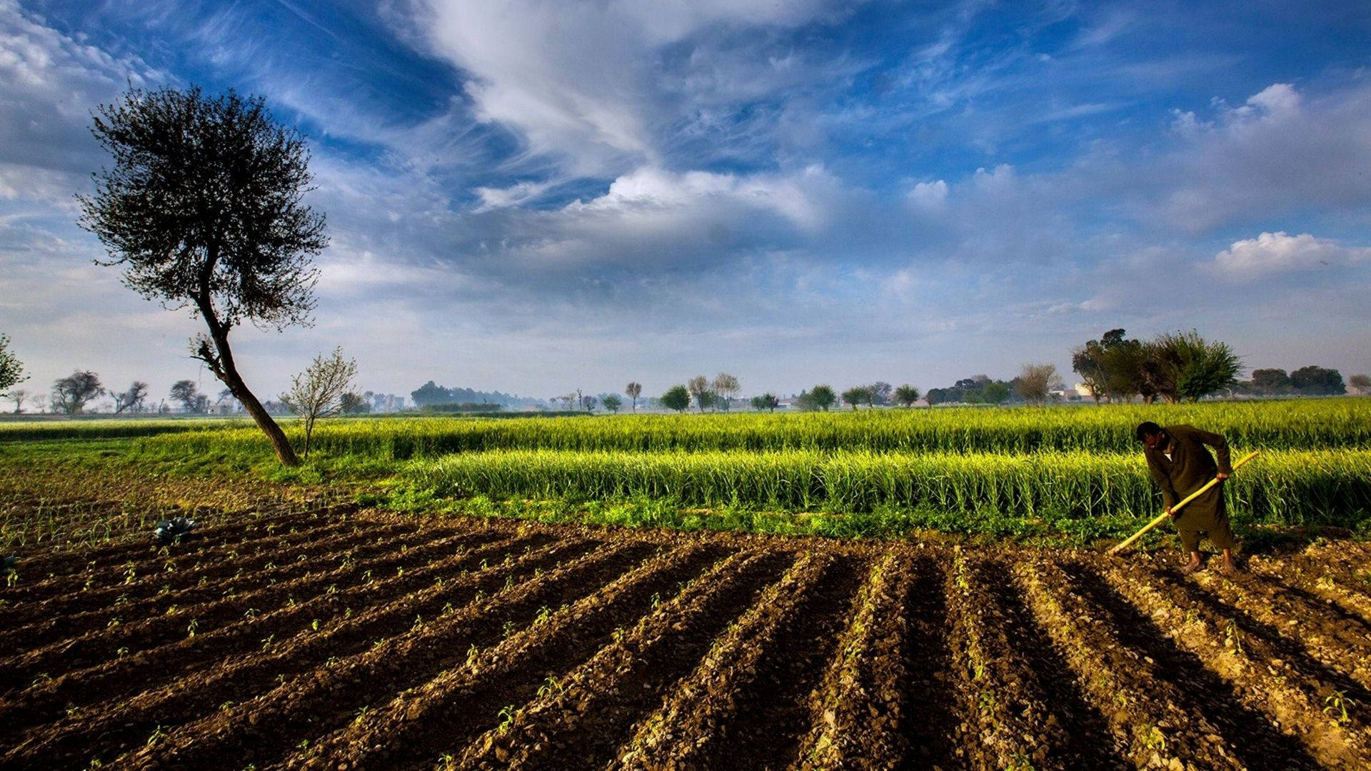 Pakistan Harvesting Land Background