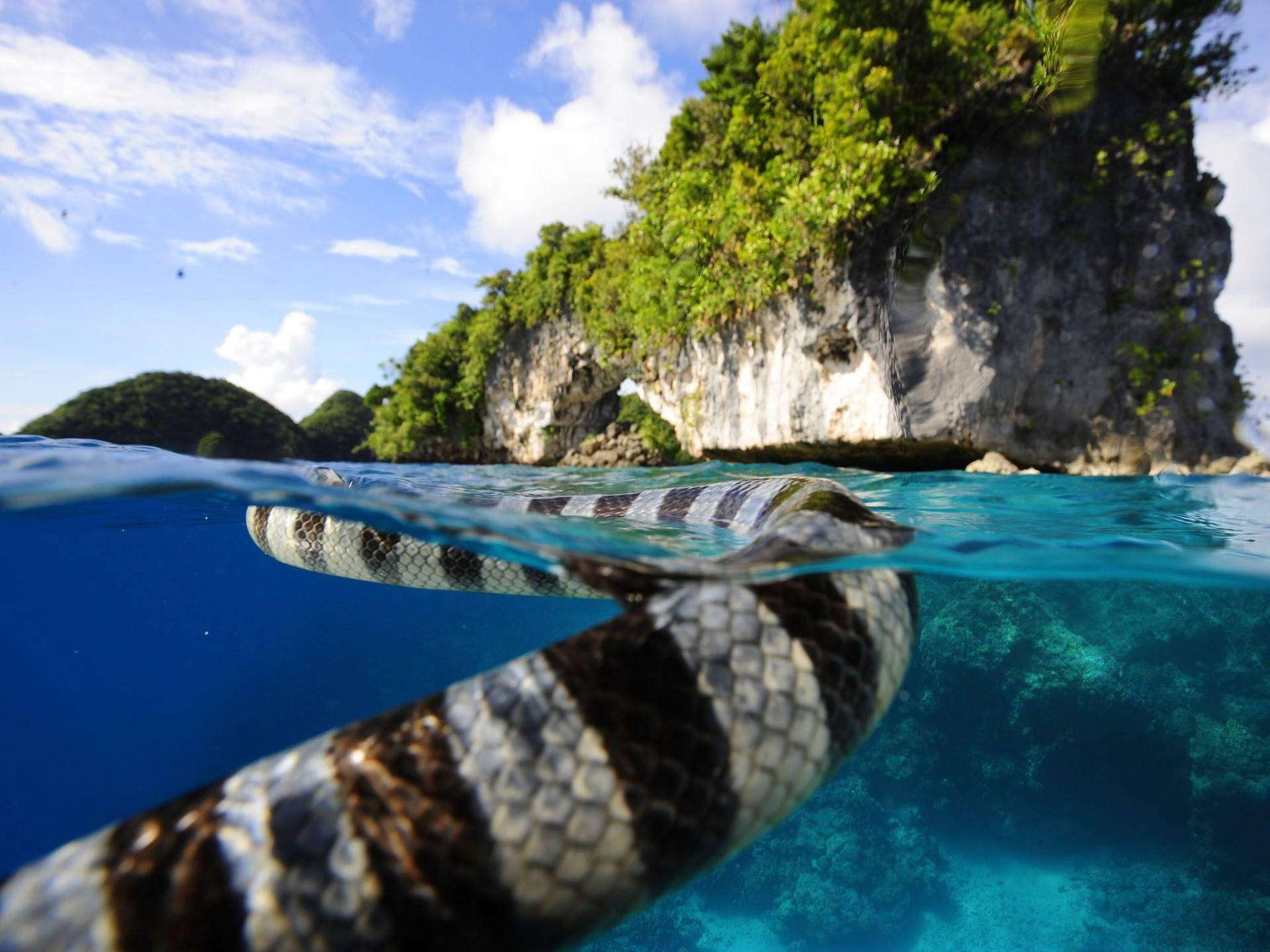 Palau Banded Sea Krait Background