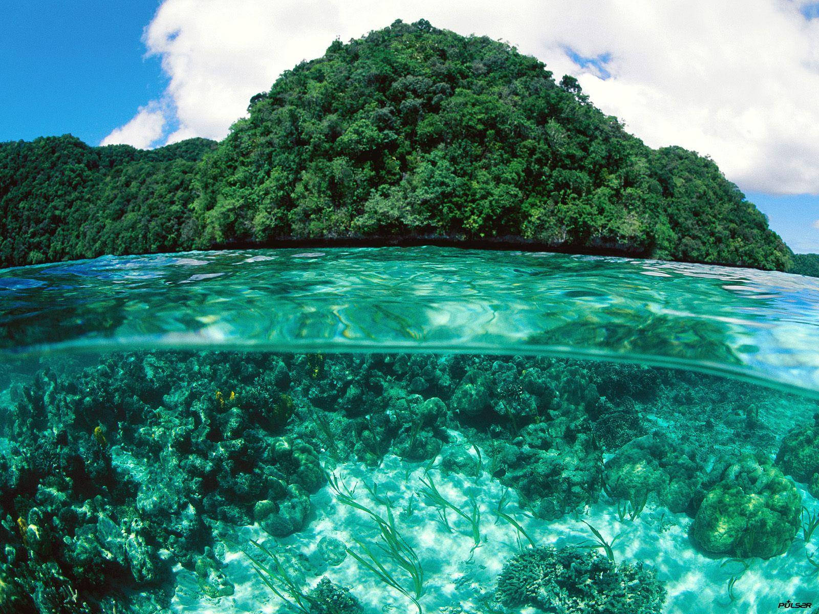 Palau Coral Reef Background