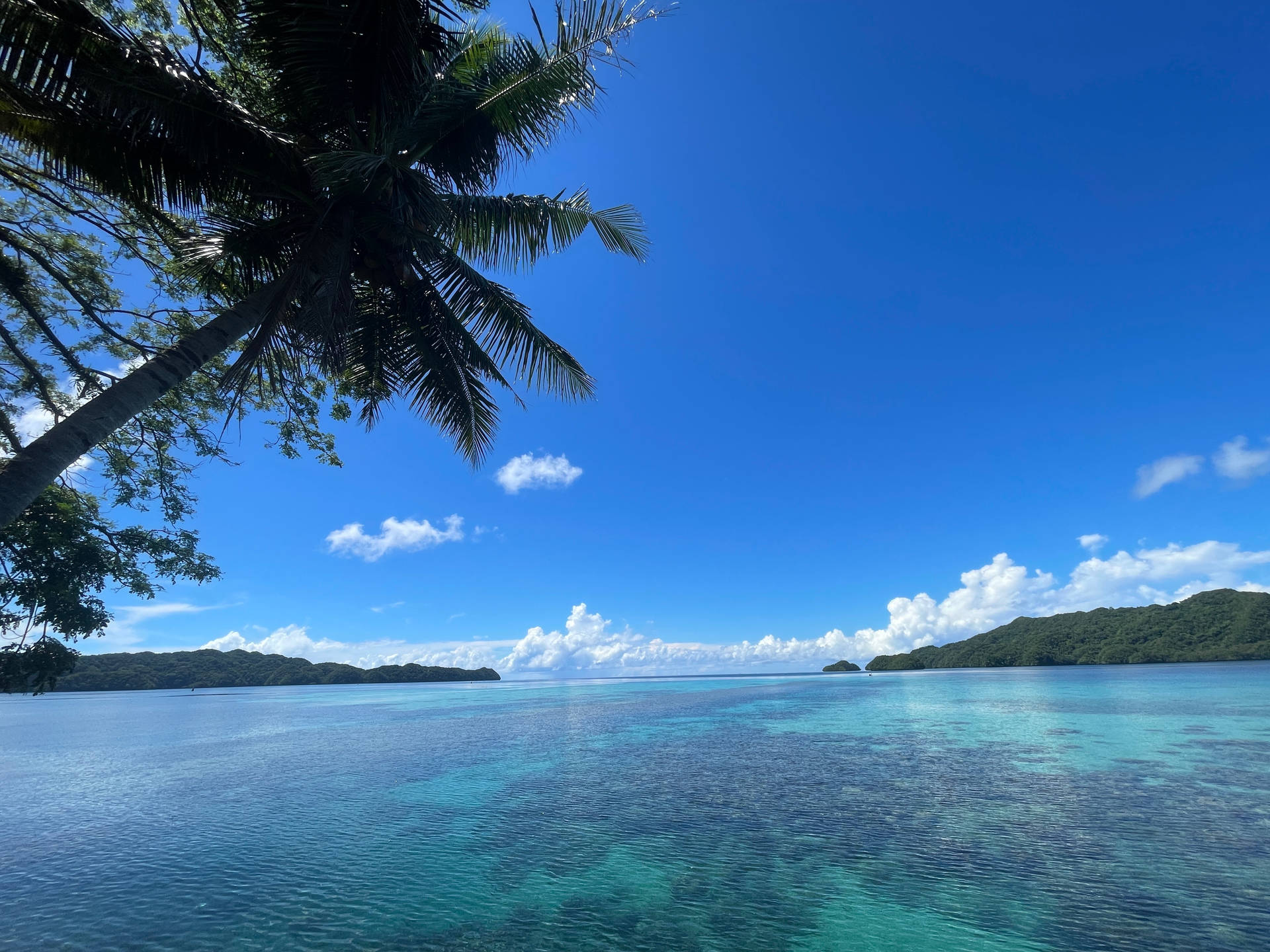 Palau Palm Tree Bent Background