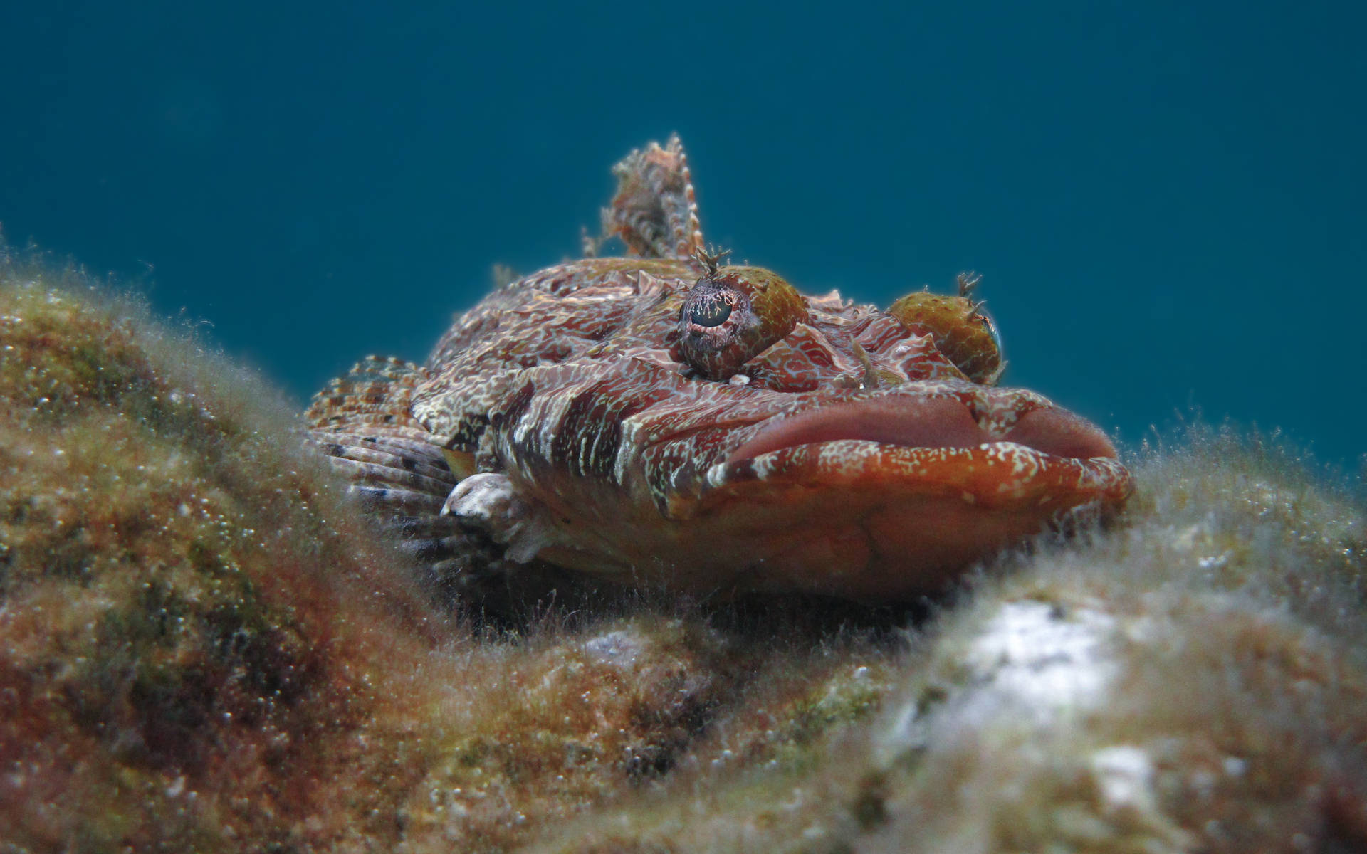 Palau Scorpionfish Background