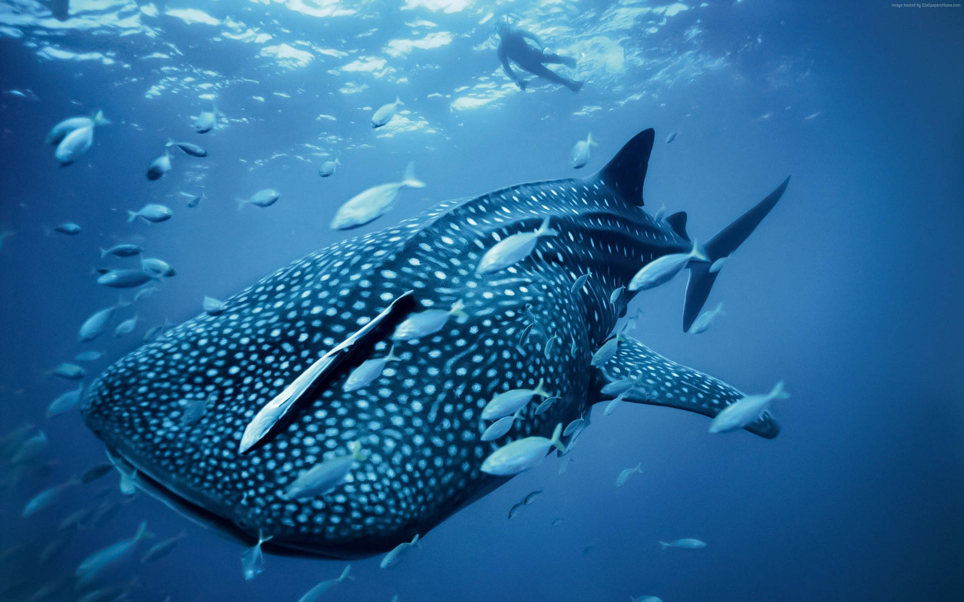 Palau Whale Shark Background