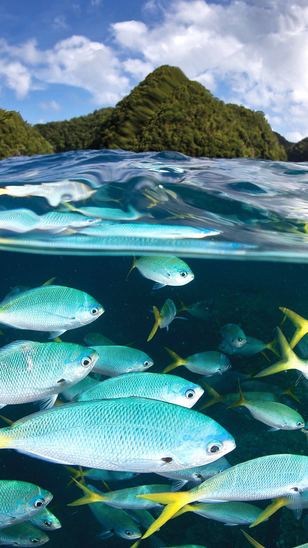 Palau Yellowtail Fish Background