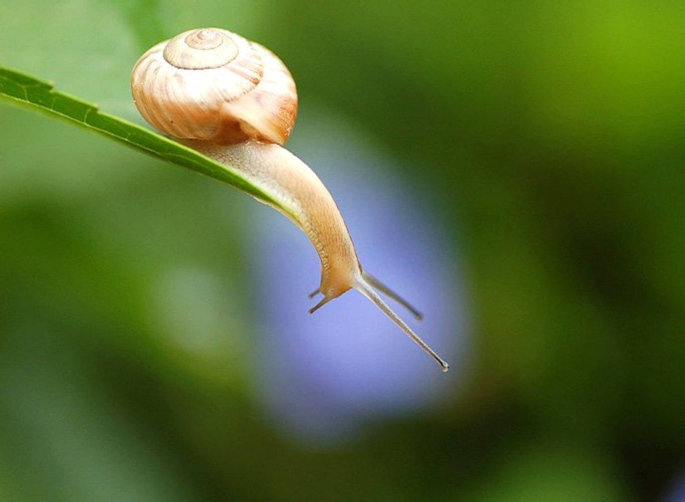 Pale Brown Snail Background