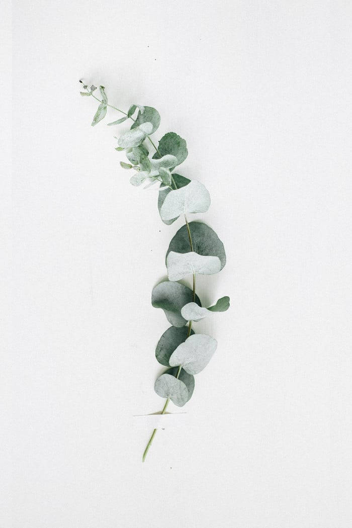 Pale Eucalyptus Branch Background