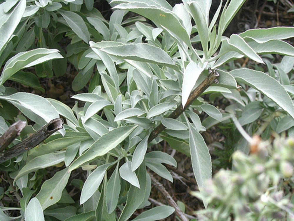 Pale Green Sage Background