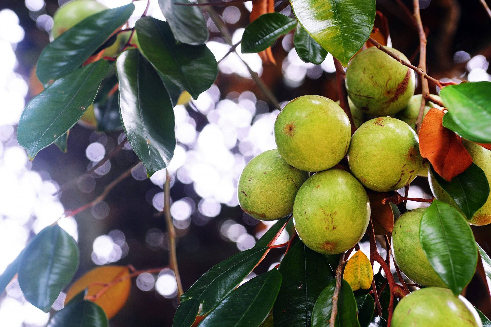 Pale Green Star Apple Above Background