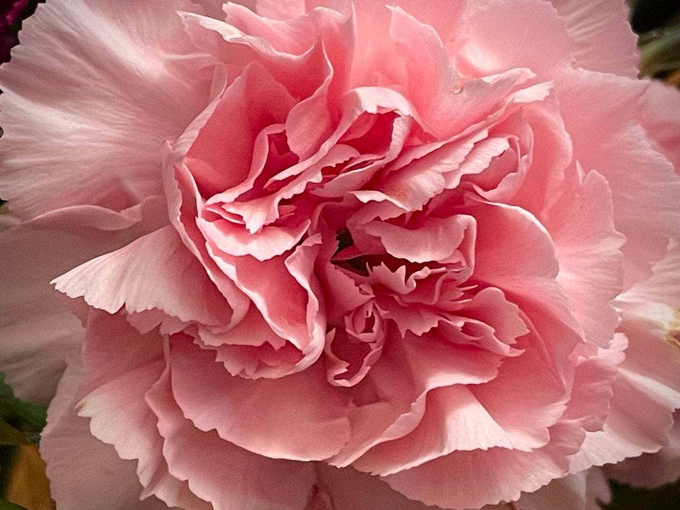 Pale Pink Carnation Closeup Background