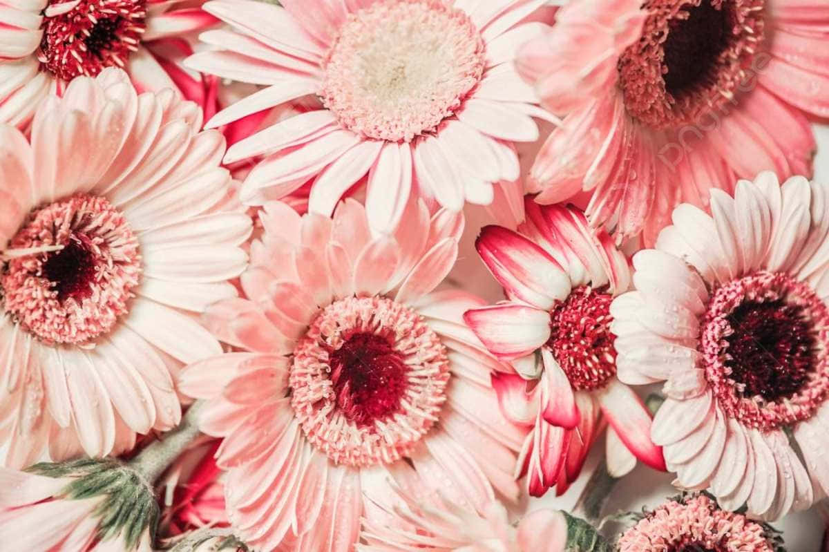 Pale Pink Gerbera Daisies Background