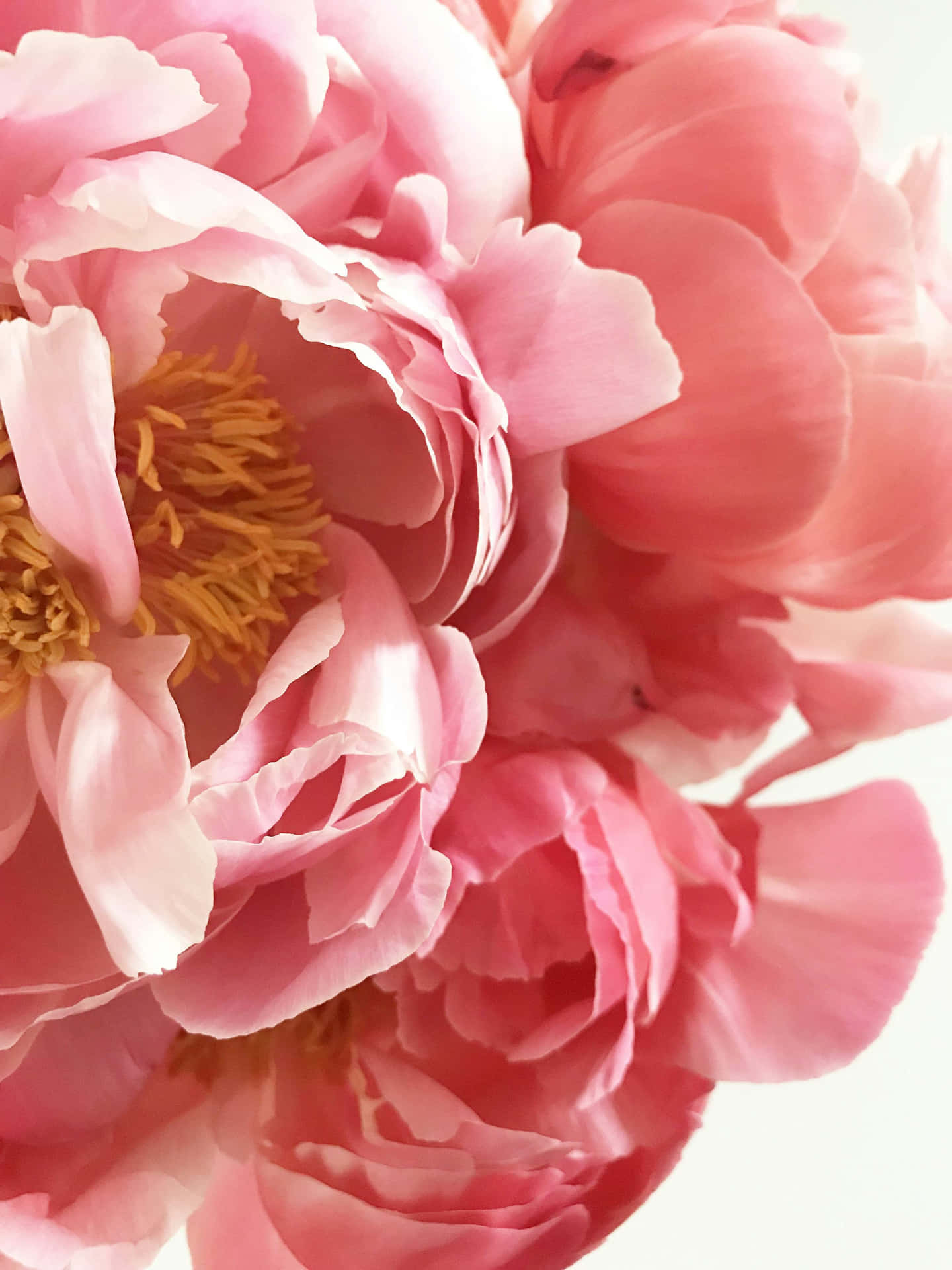 Pale Pink Peonies Closeup Background