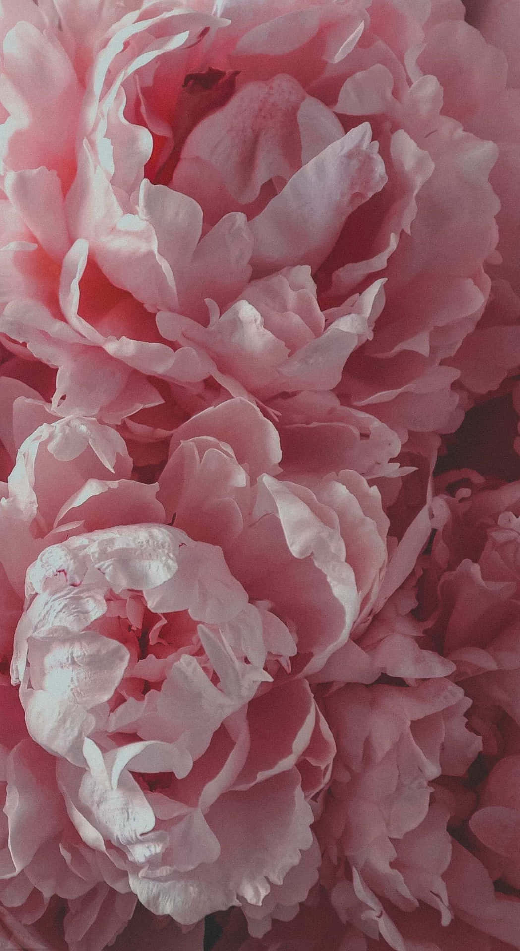 Pale Pink Peonies Floral Background