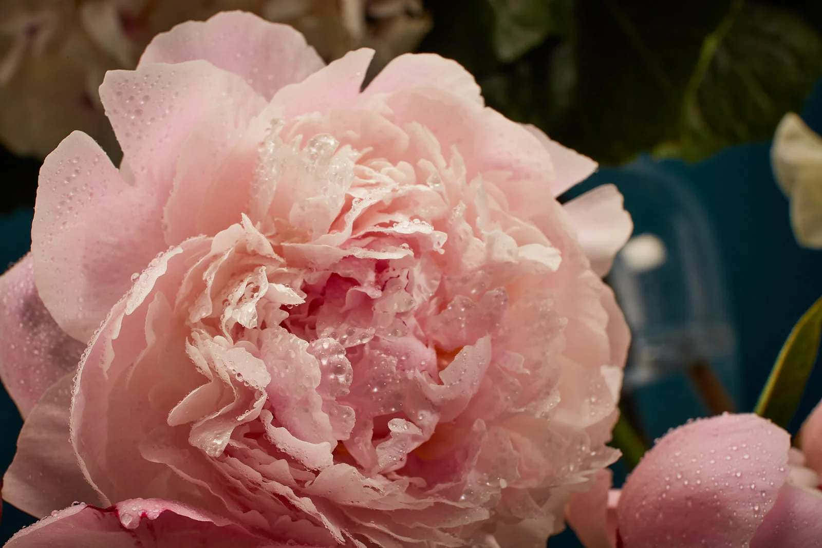 Pale Pink Peonywith Dew Drops