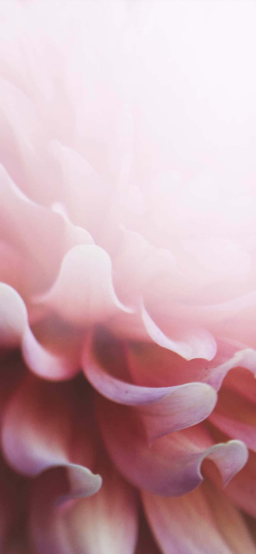 Pale Pink Petal Abstract