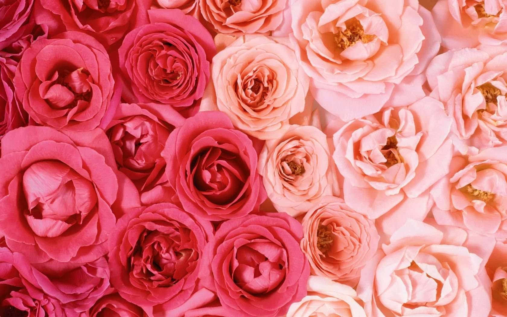 Pale Pink Rose Blooms Background