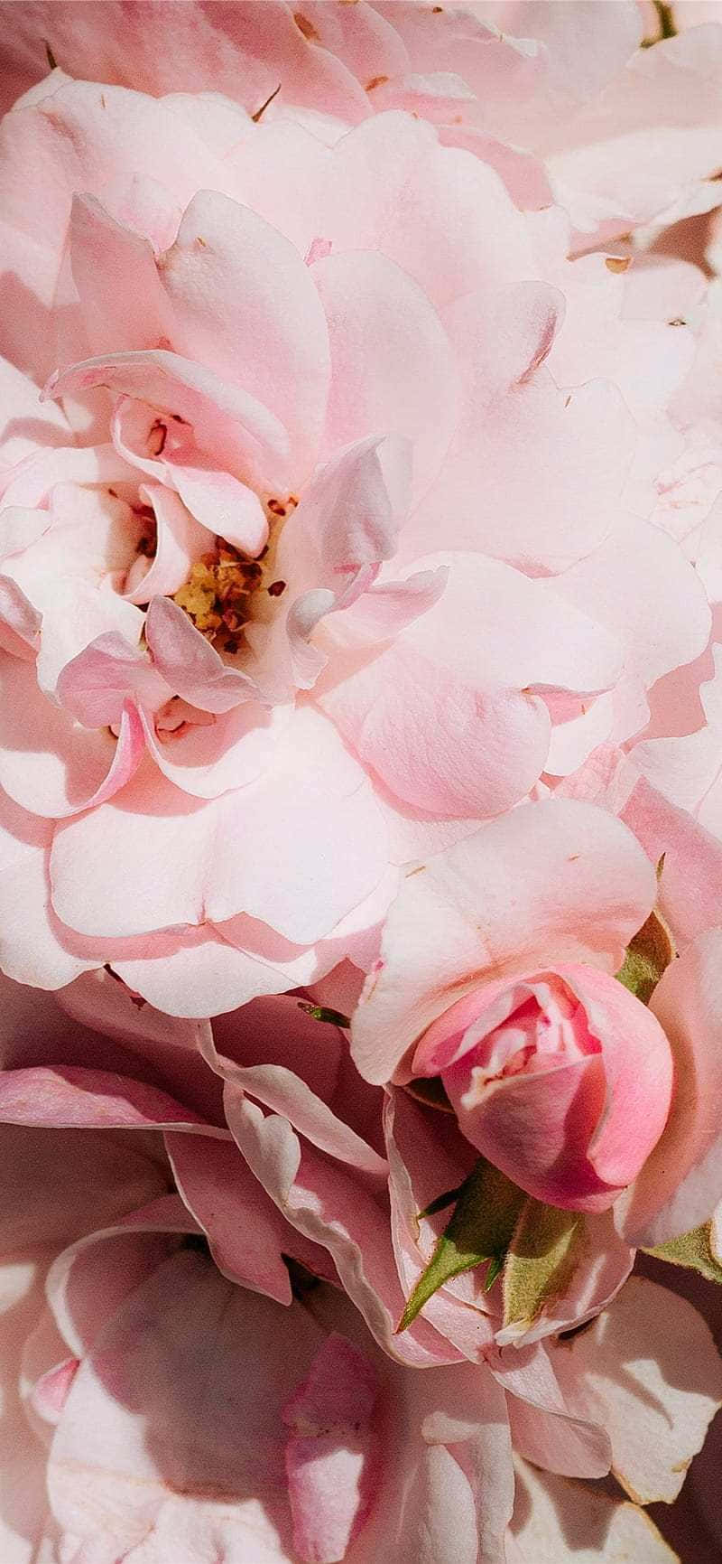 Pale Pink Rose Blooms_ Closeup Background