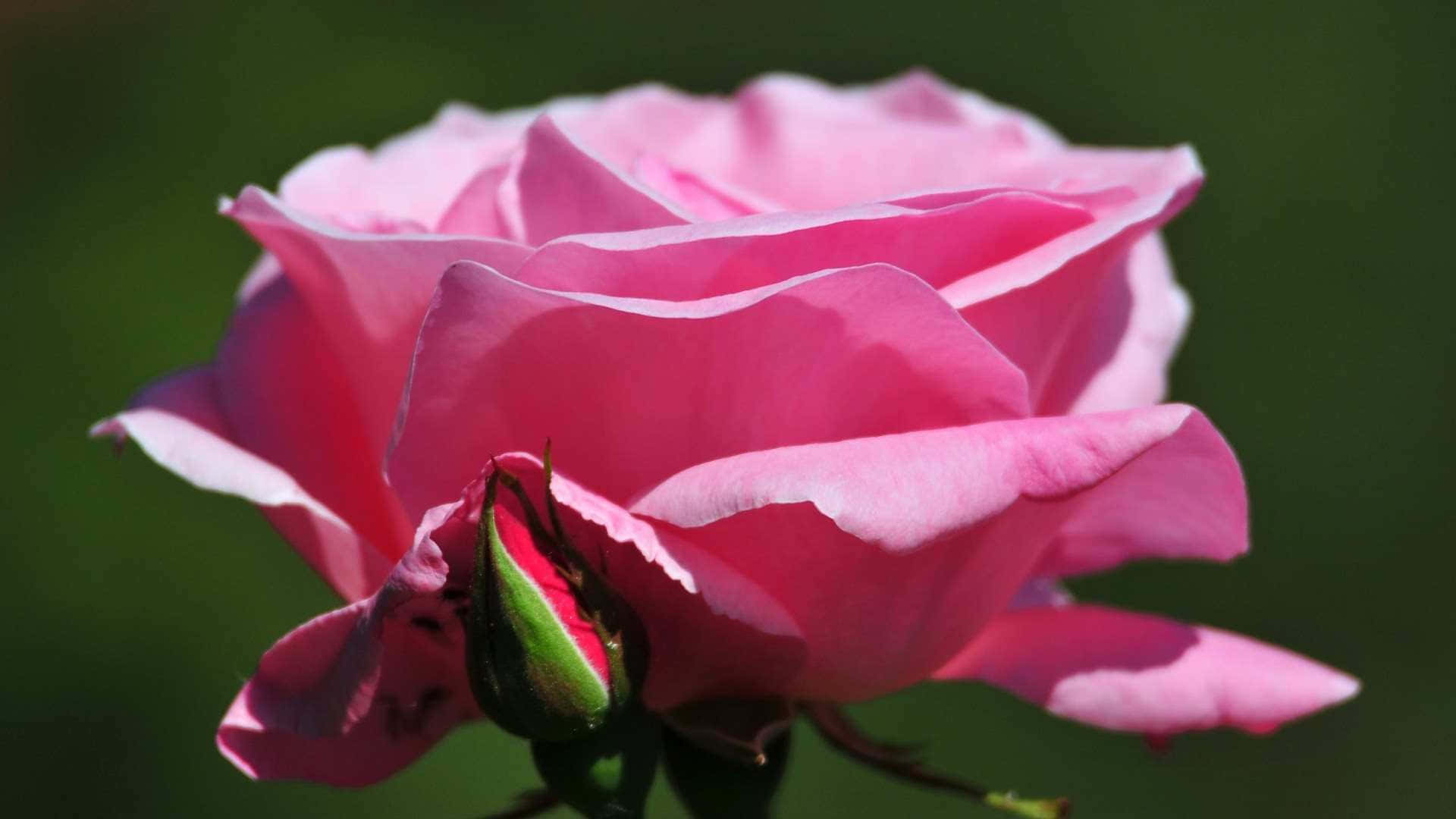 Pale Pink Rose Blossomand Bud Background