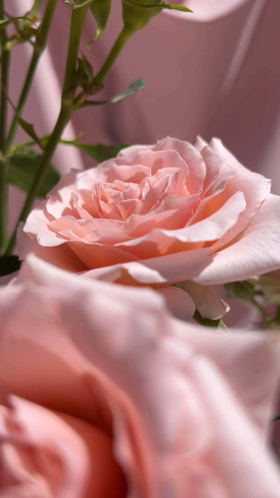 Pale Pink Rose Closeup Background