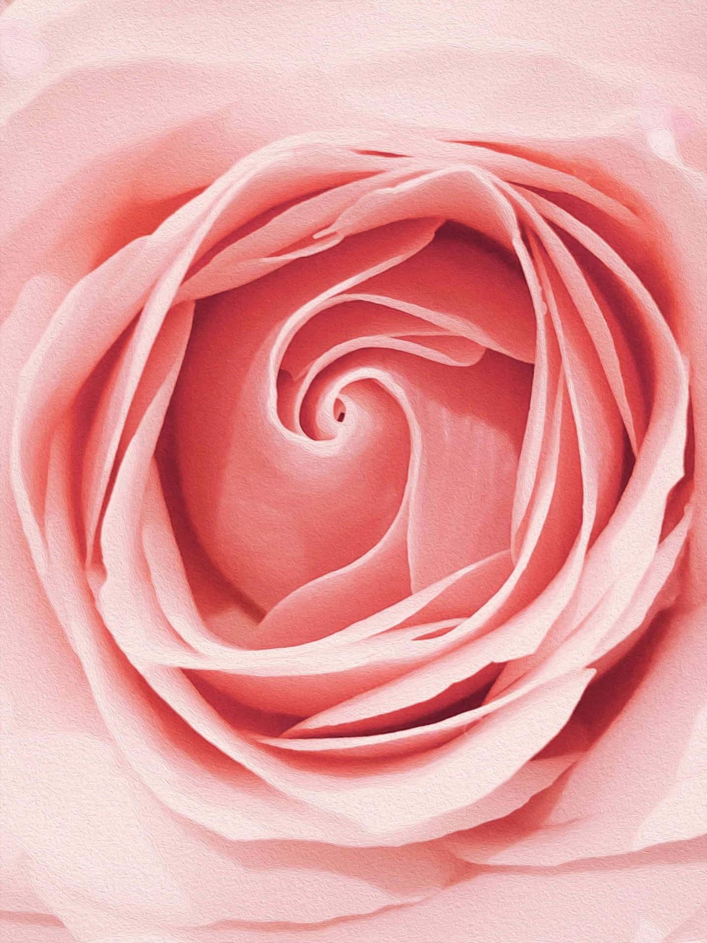 Pale Pink Rose Closeup