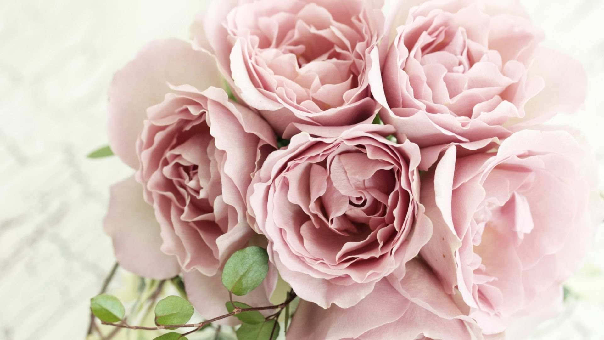 Pale Pink Roses Bouquet Background