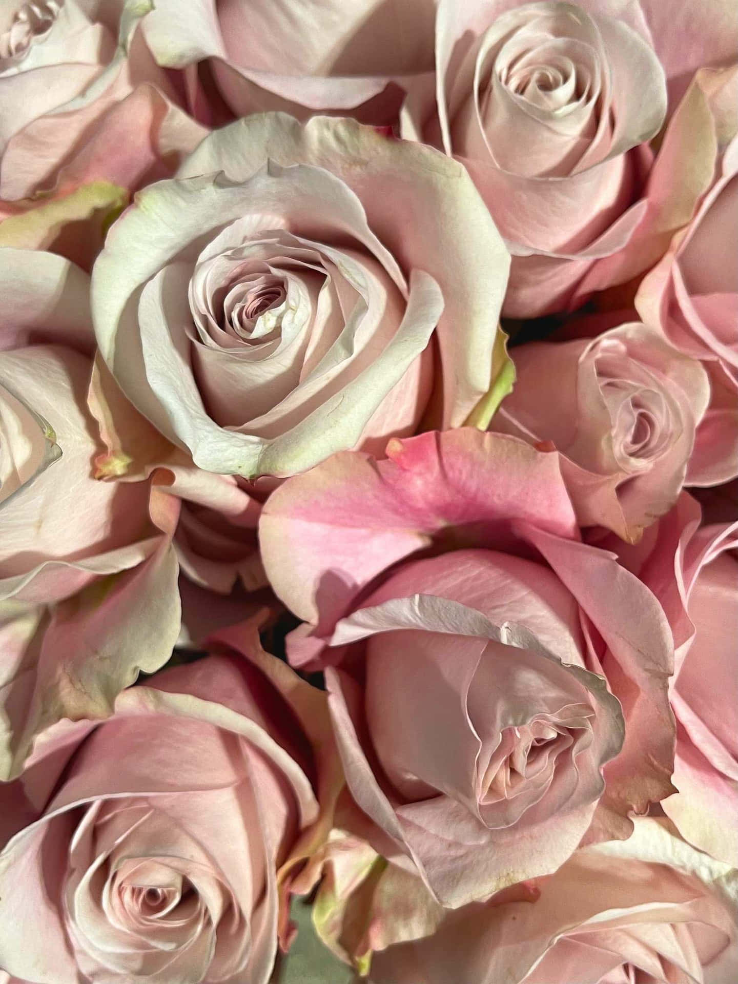 Pale Pink Roses Bouquet Background