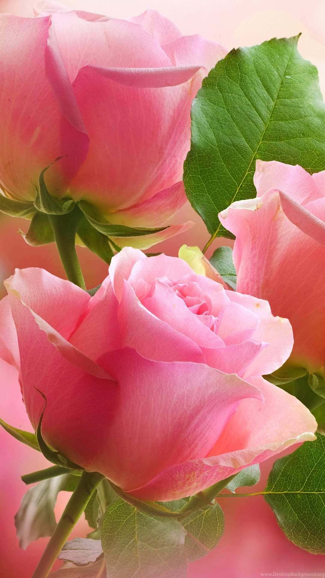 Pale Pink Roses Soft Background