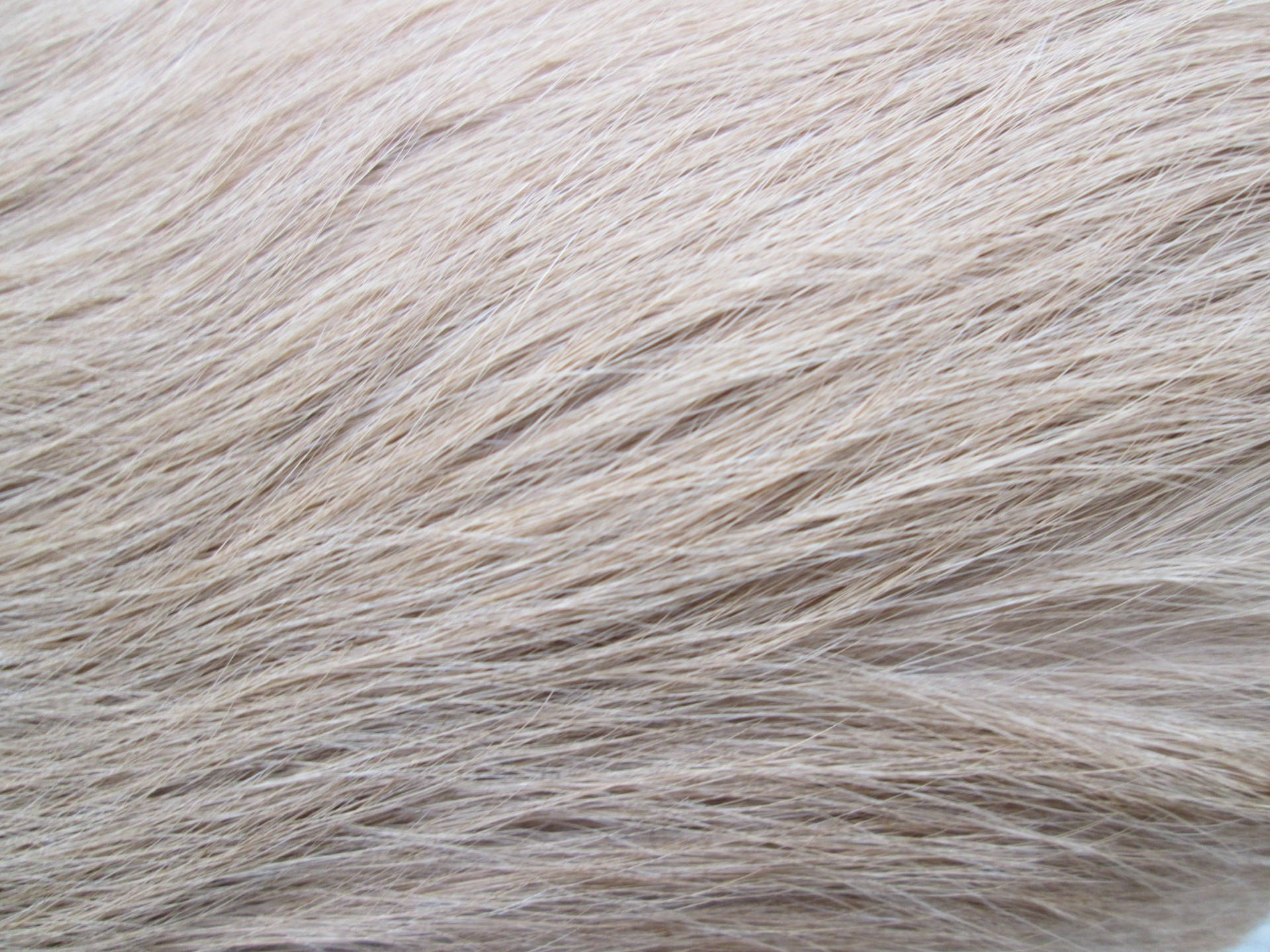 Pale White Animal Fur Background