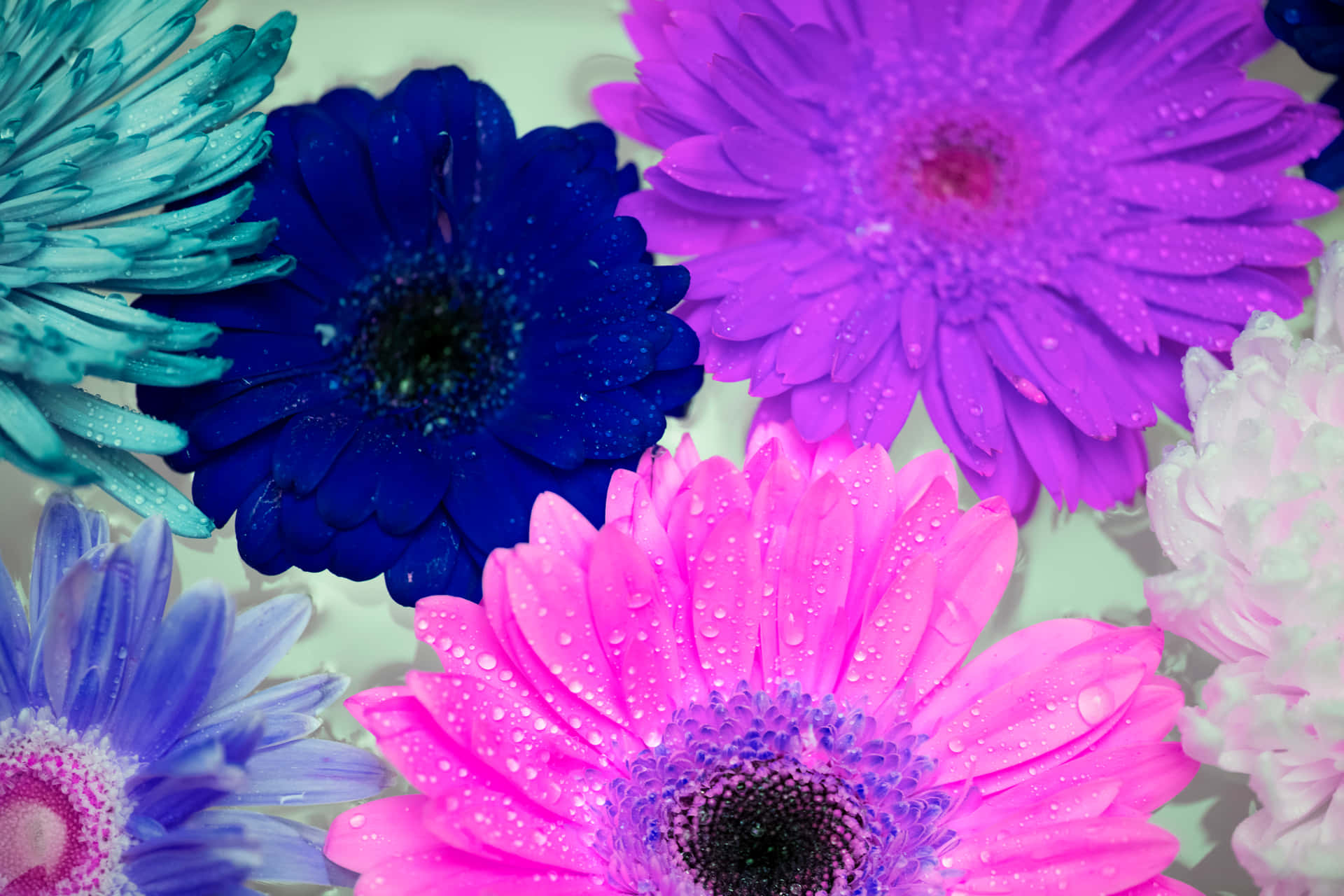 Palette Colorful Daisies Background