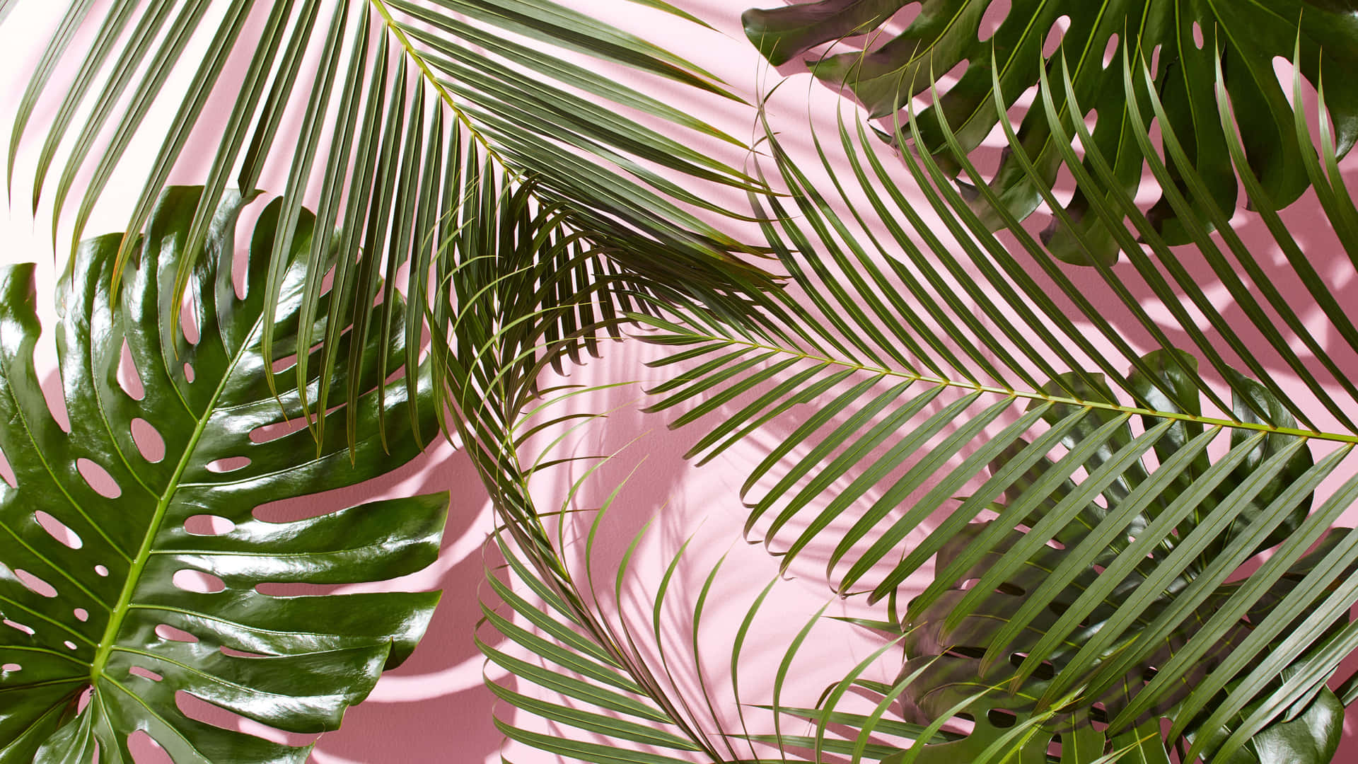 Palm And Monstera Plant Aesthetic Desktop Background