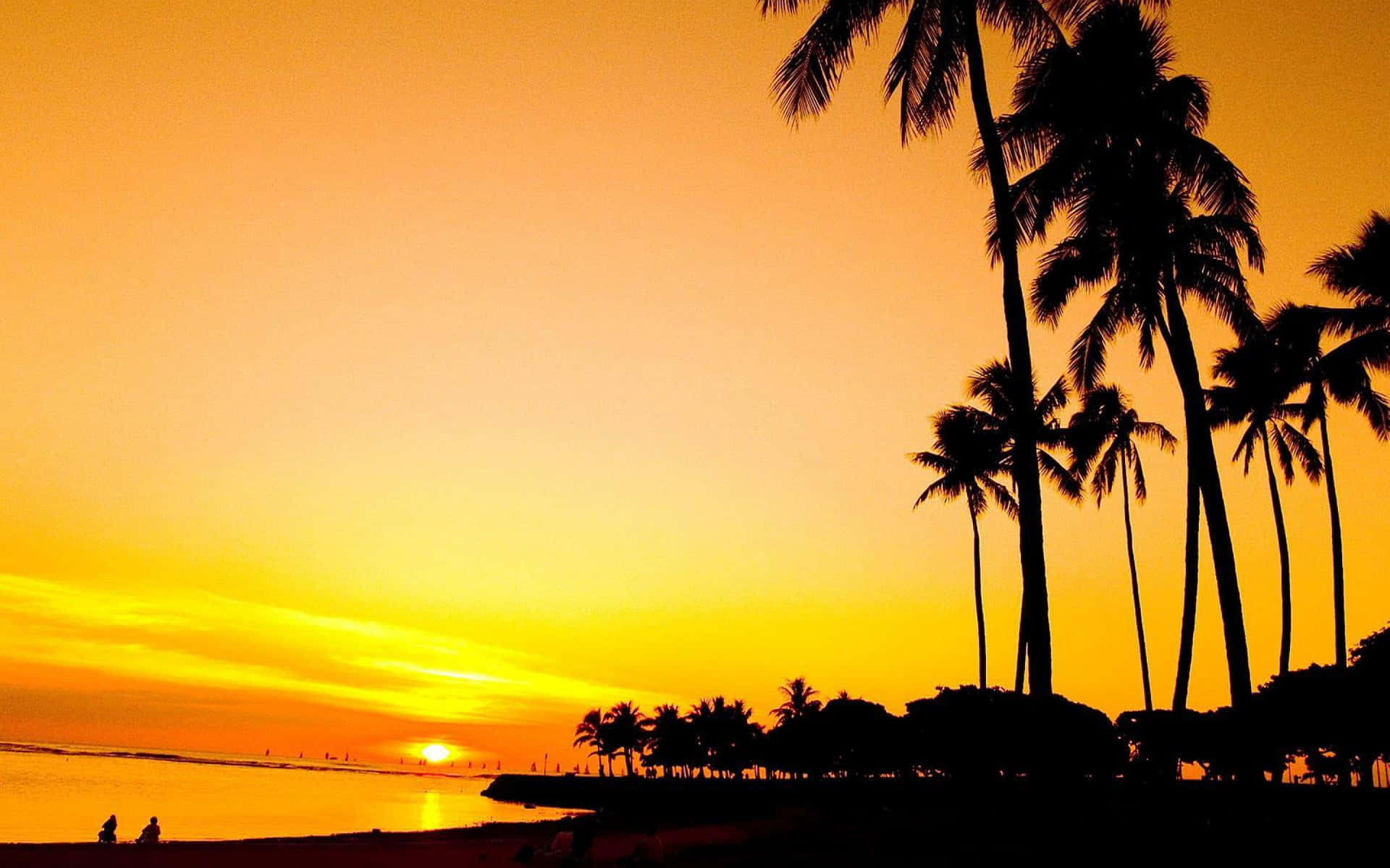 Palm Beach Ala Moana Regional Park Background
