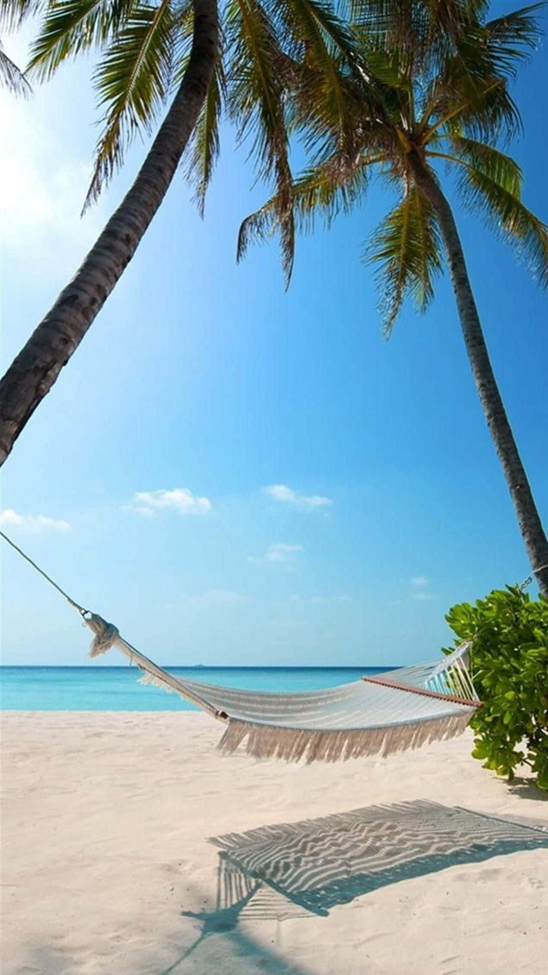 Palm Beach White Hammock Background