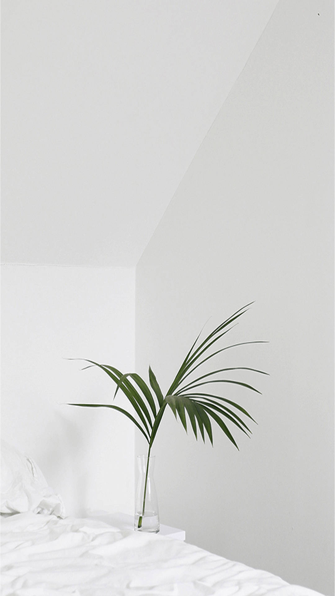 Palm Leaf In Cute White Aesthetic Room Background