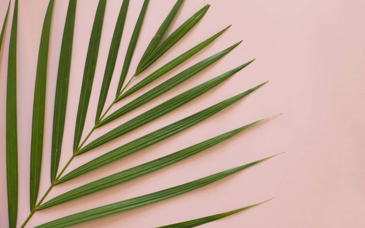 Palm Leaf Minimalist Plant Desktop Background