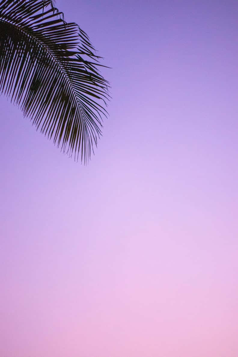 Palm Leaves Against Twilight Sky.jpg Background