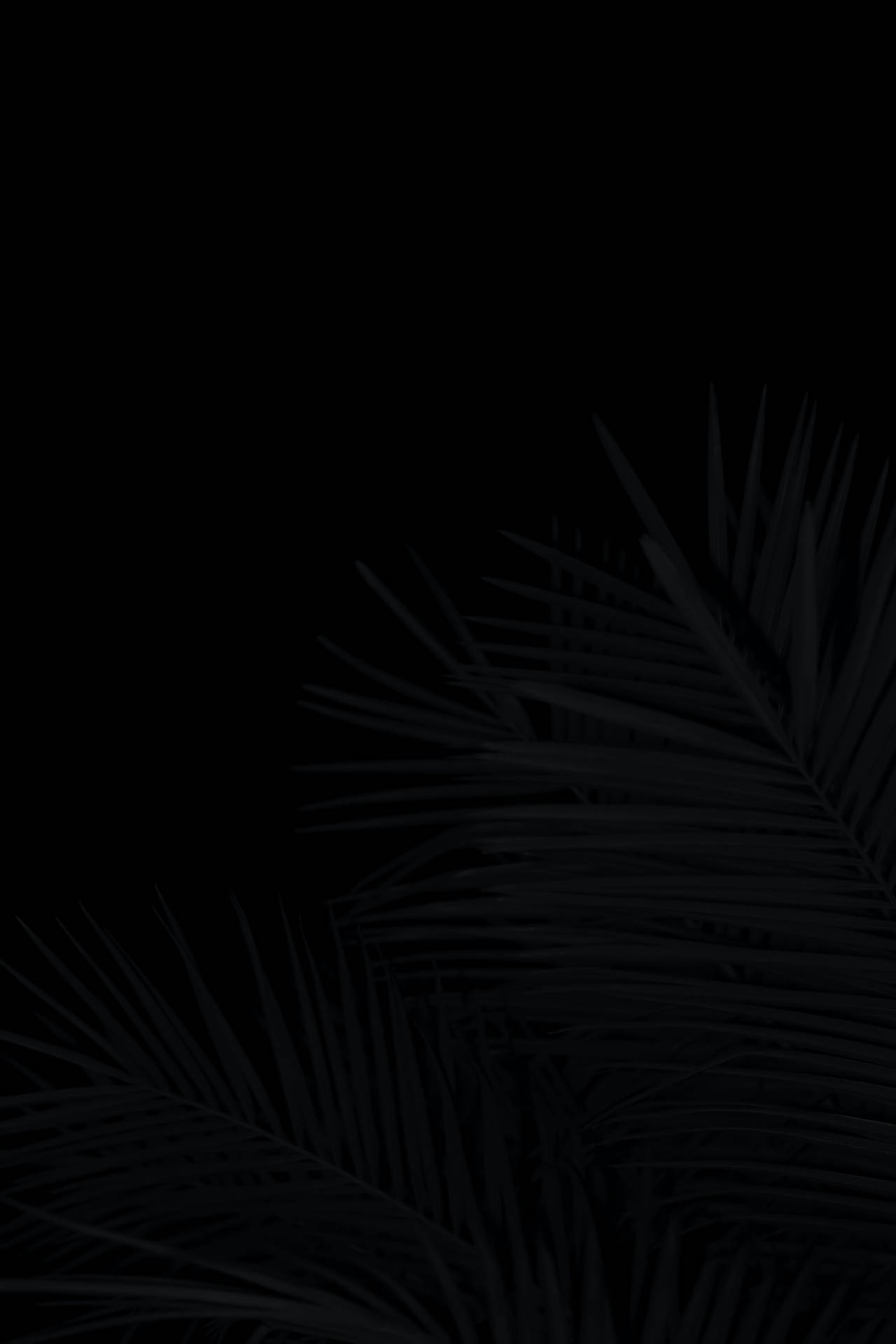 Palm Leaves Black Aesthetic Tumblr Iphone Background