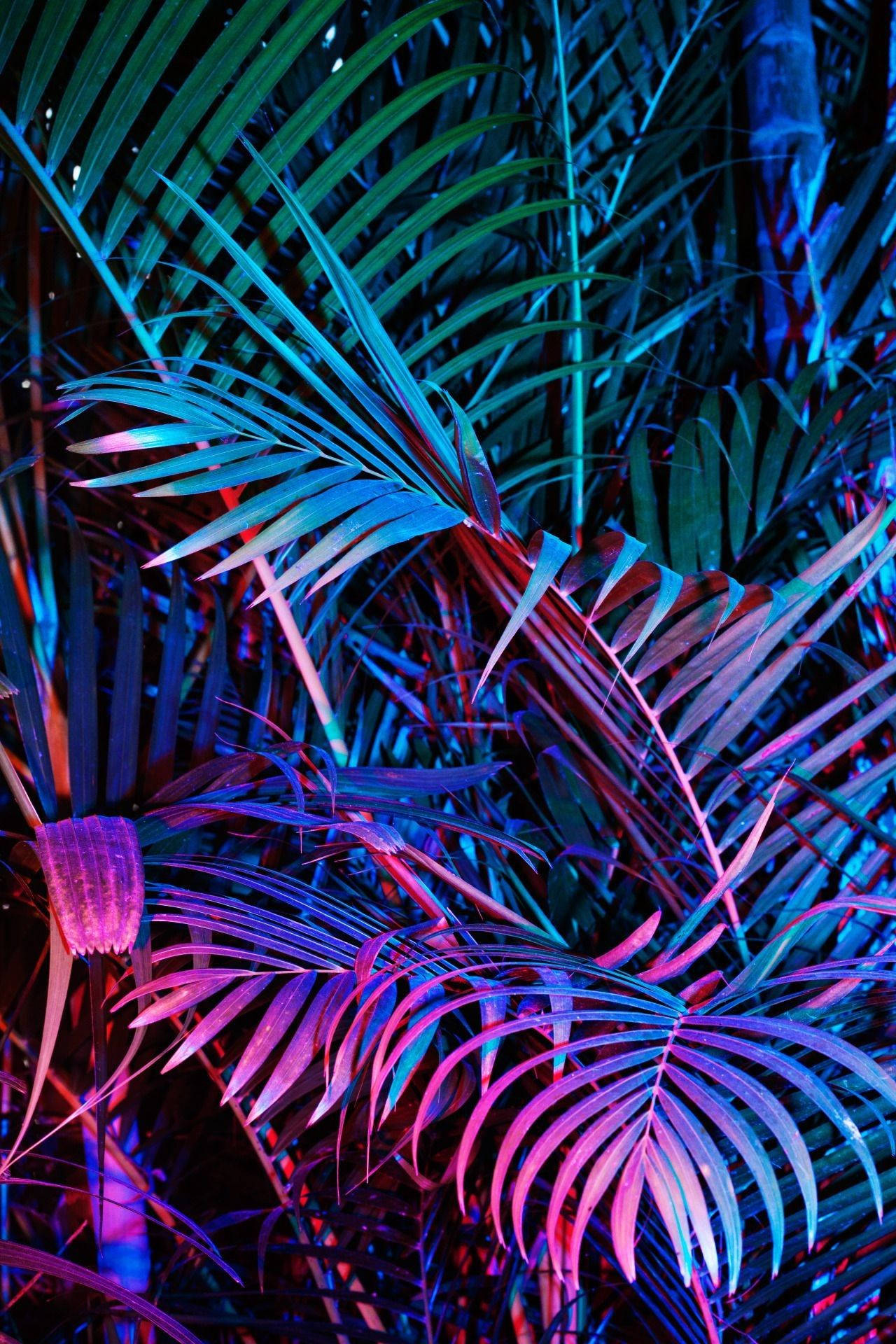 Palm Leaves For Purple Aesthetic Iphone