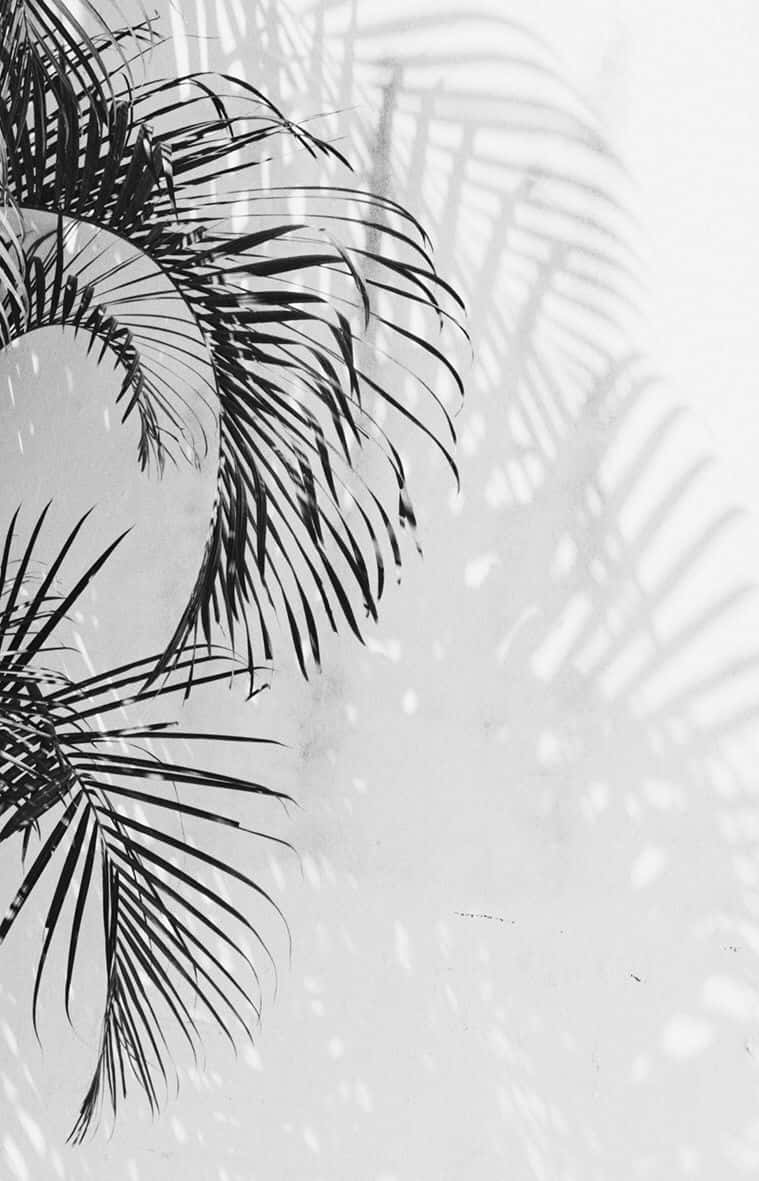Palm Leaves In Black And White Aesthetic Phone Background