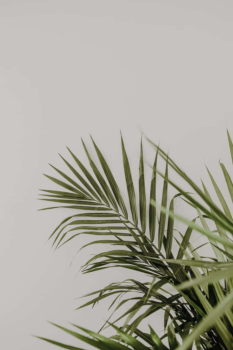 Palm Leaves On A White Background Background