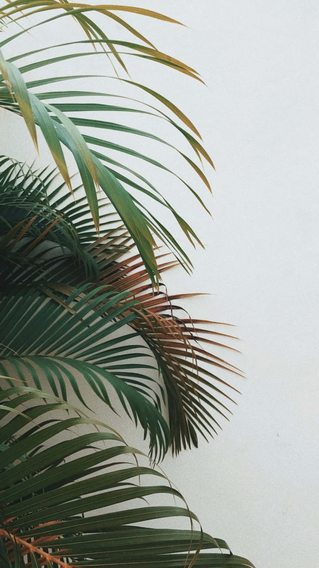 Palm Leaves On A White Wall Background