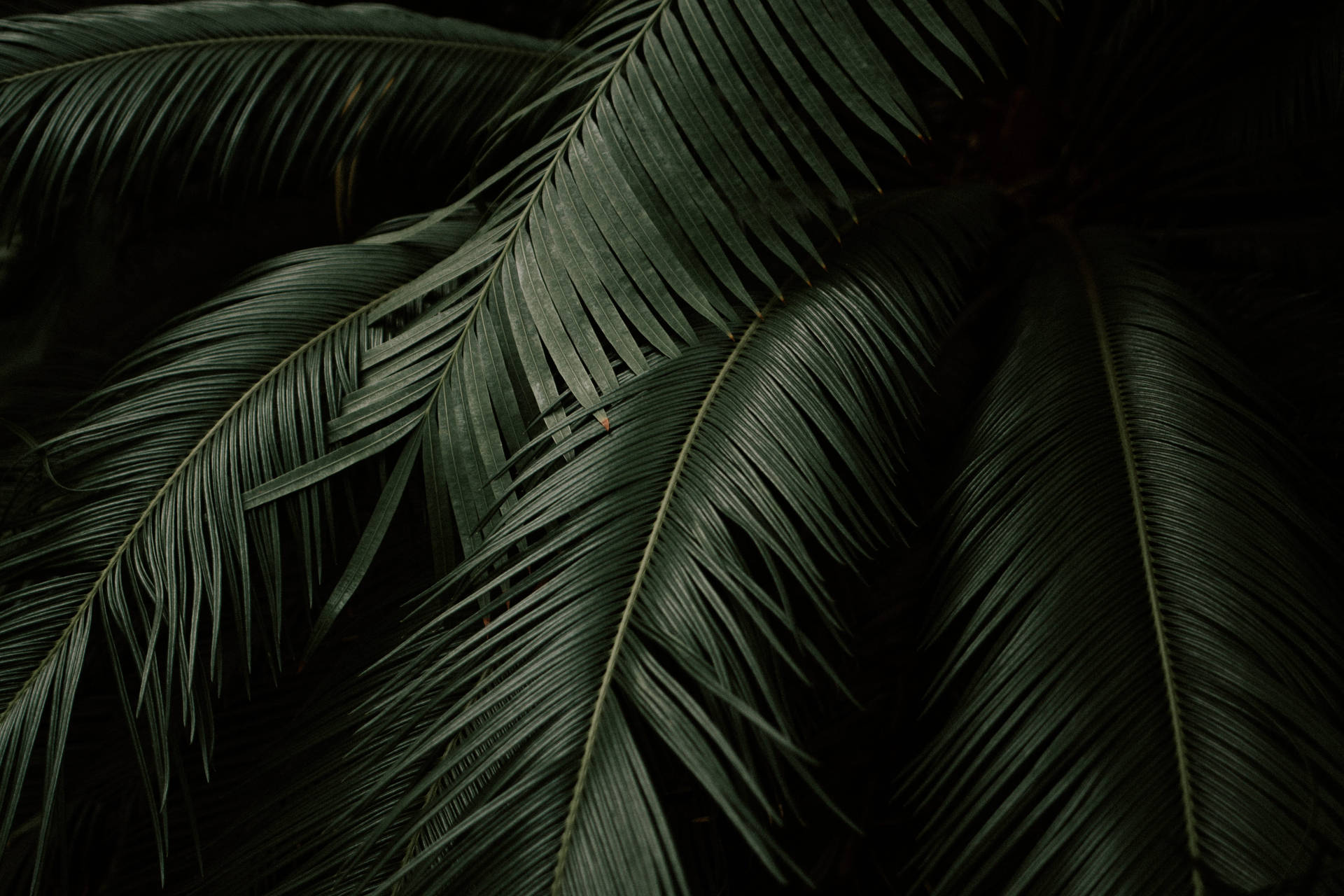 Palm Leaves Plant 4k Desktop Background Background