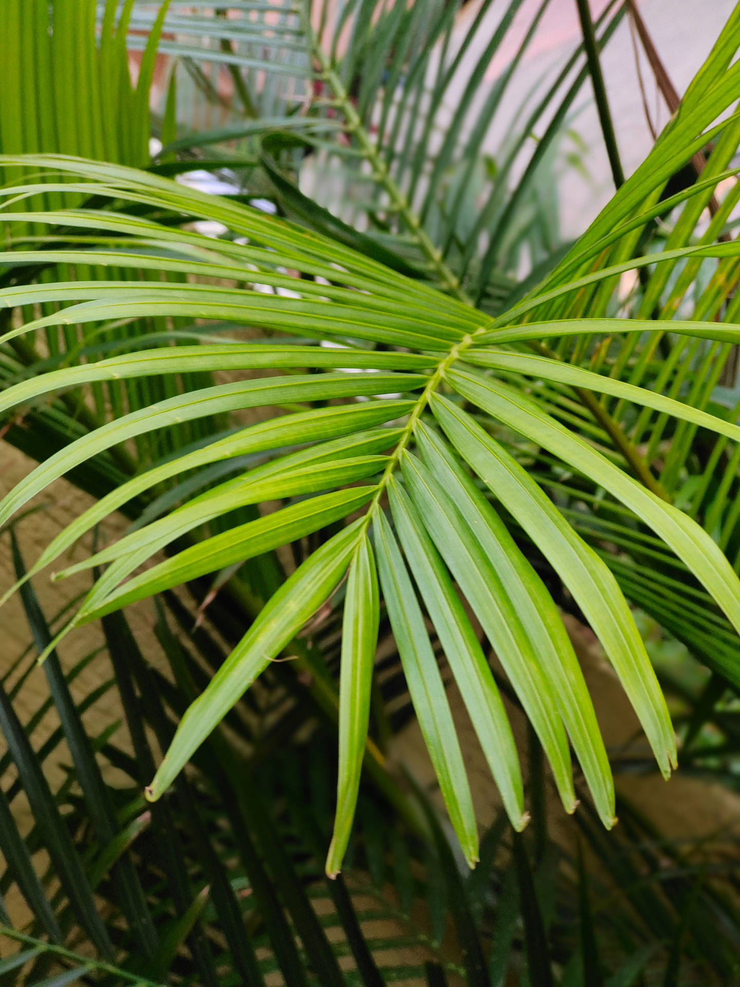 Palm Leaves Plant Aesthetic Background