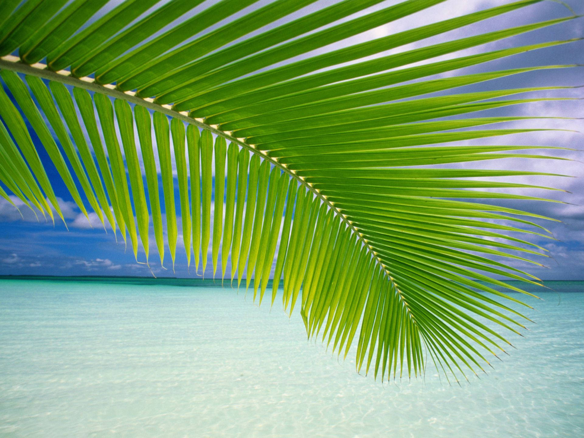 Palm Leaves Windows Vista Background