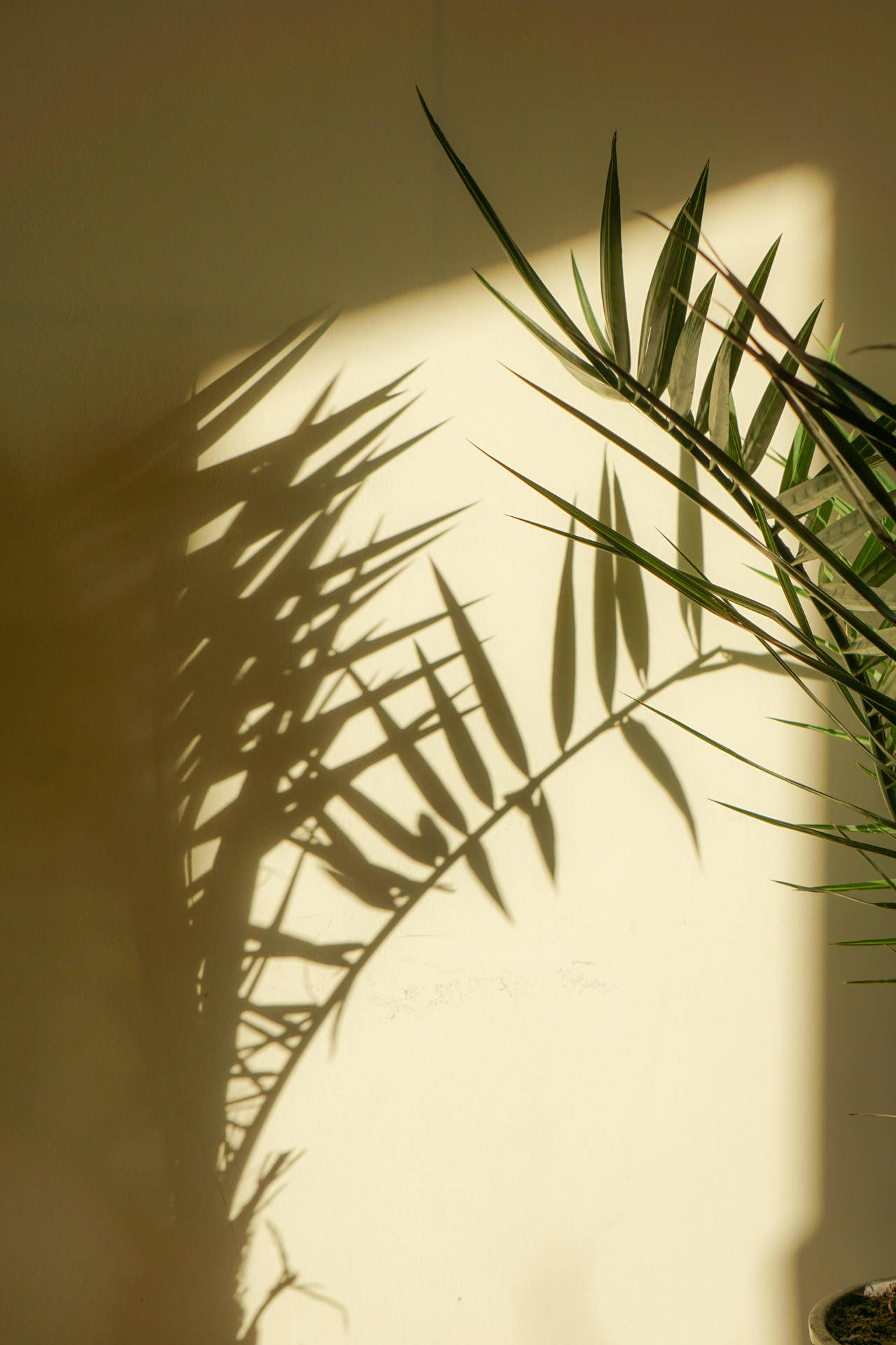 Palm Shadow Plant Aesthetic Background